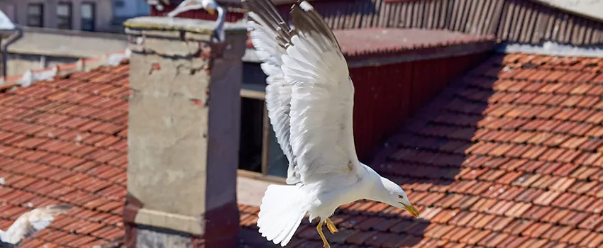 Residential Chimney Animal Removal Solution in Alamo, CA