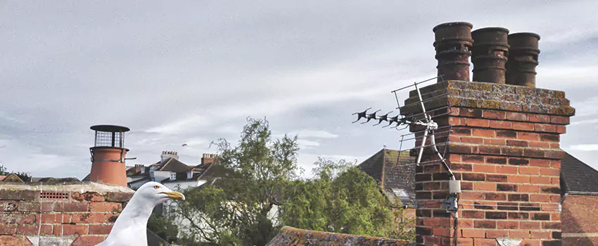 Chimney Cleaning And Restoration in Alamo, California
